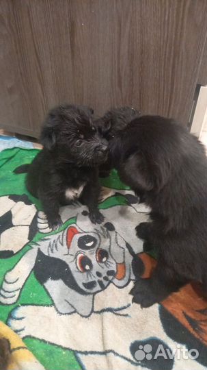 Щенята лабрадора в добрые руки