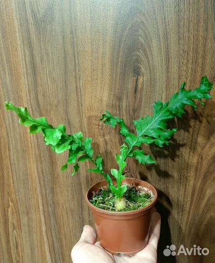 Папоротники (Платицериум, Аглаоморфа, Дринария)