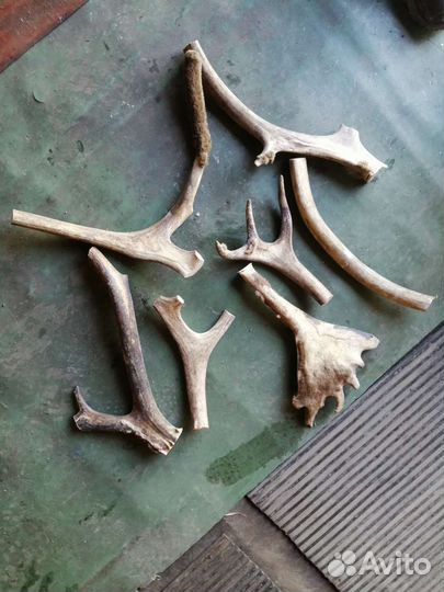 Продам рога оленя лося
