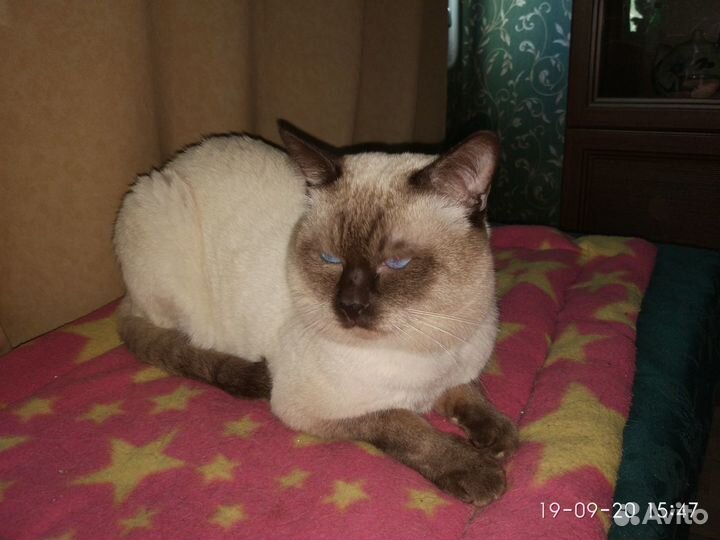 Тайский кот для вязки