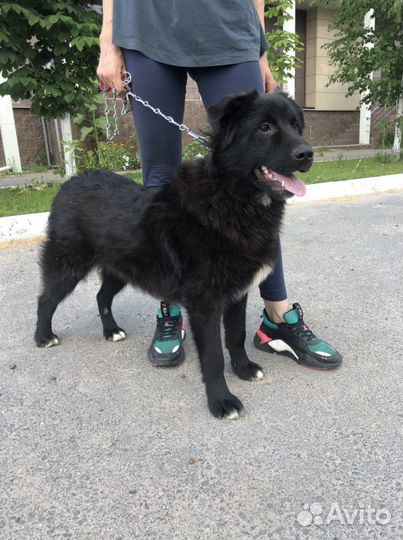 Шикарный пес в добрые руки