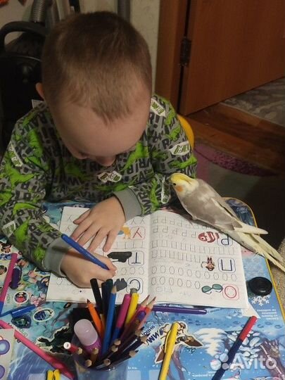 Попугай выкормыш карелла птенец