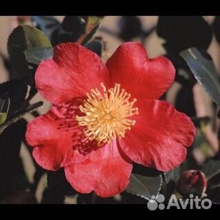 Камелия Yuletide