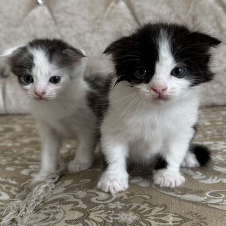 Котята шотландской вислоухой две девочки