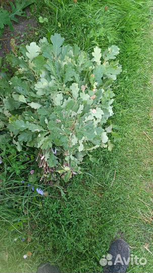 Веники для бани дуб