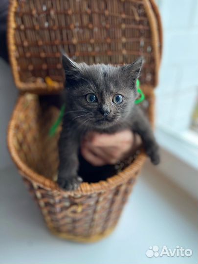 Спасите котенка