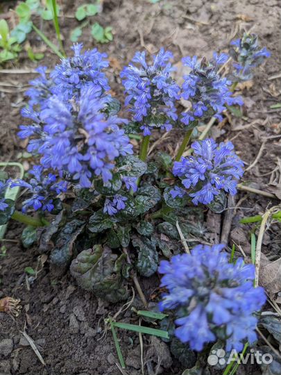 Почвопокровные растения