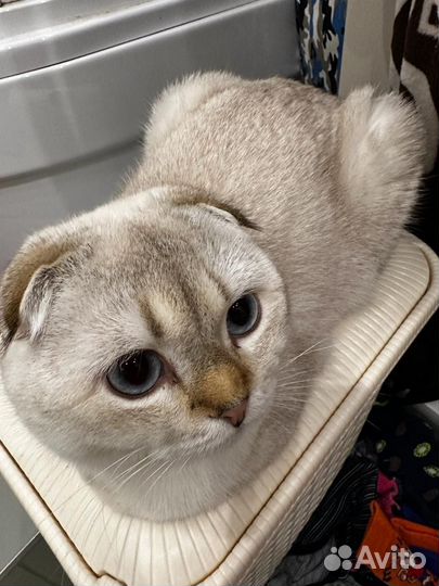 Кот Шотландский вислоухий