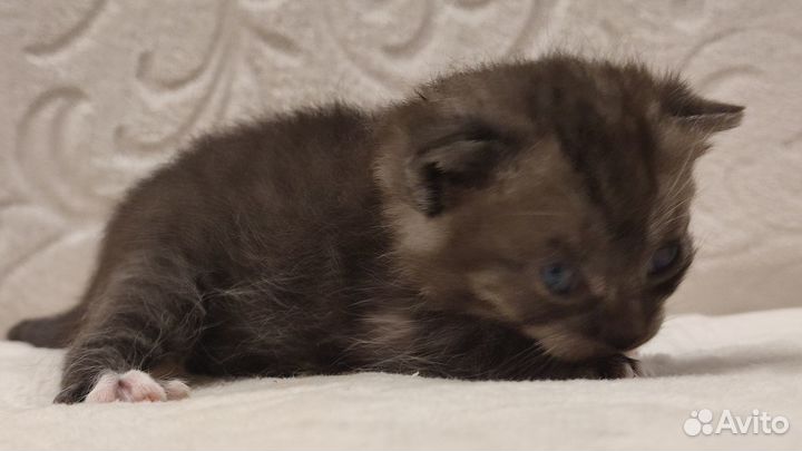 Котята метисы британские