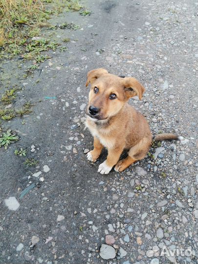 Щенок в добрые руки бесплатно