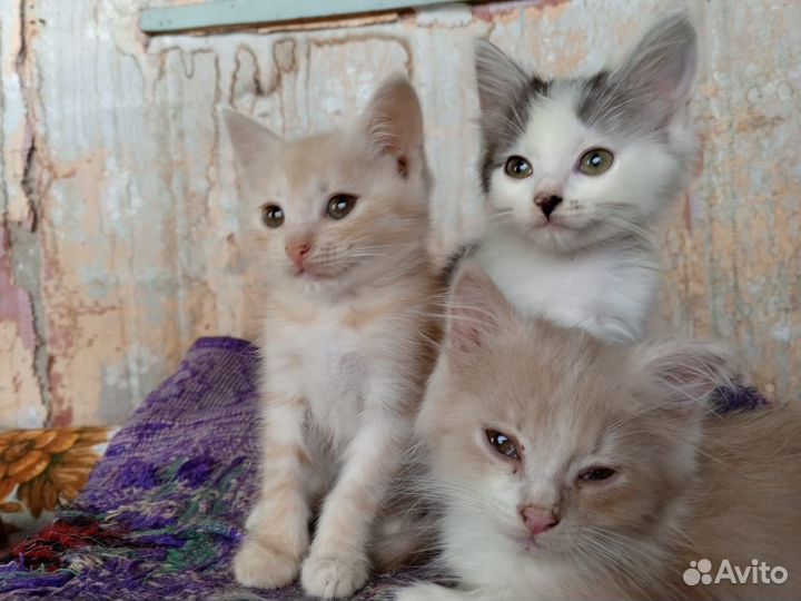 Котята в добрые руки