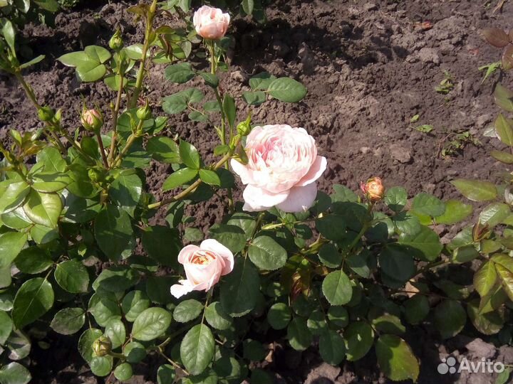 Кустовые розы саженцы