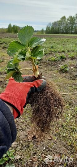 Рассада клубники Азия