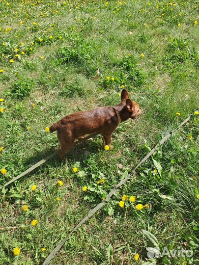 Боня прекрасная в добрые руки