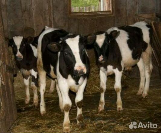 Бычки телята выпоенные