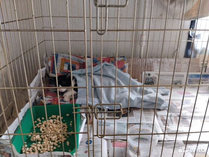 Ищем дом этому бедолаге