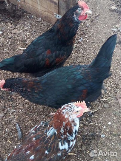 Молодые петушки