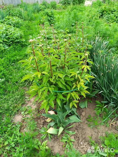 Опора для растений