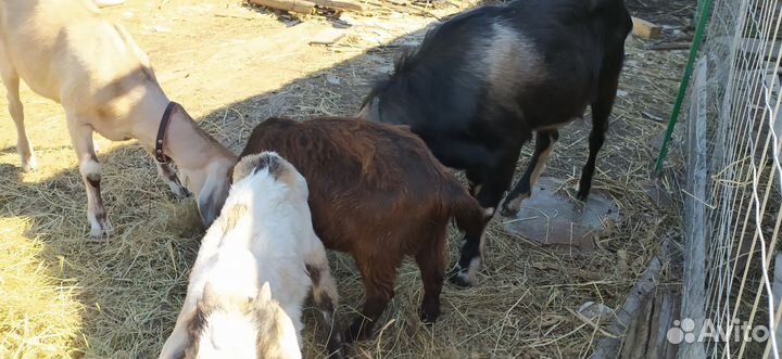 Козы, козёл, козлята