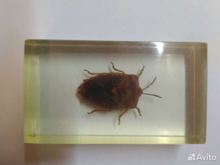 Насекомые в стекле