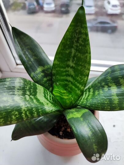 Сансевиерия