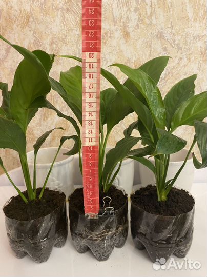 Спатифиллум