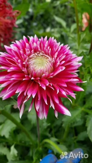 Георгины клубни