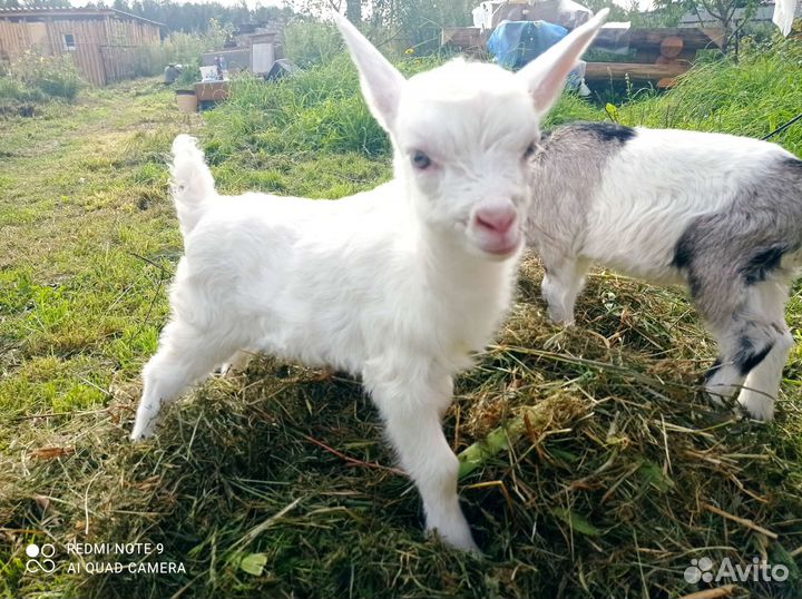 Зааненские козлики