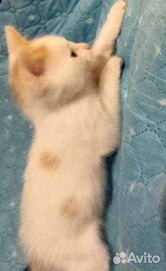 Котенок мальчик