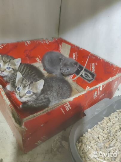 Котята в добрые руки бесплатно