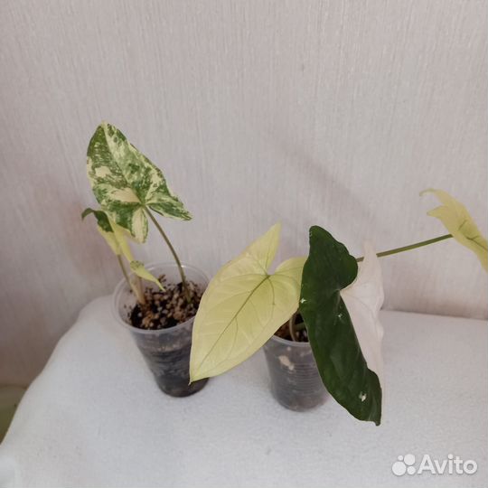 Сингониум imperial вайт, Клубничный лёд и др