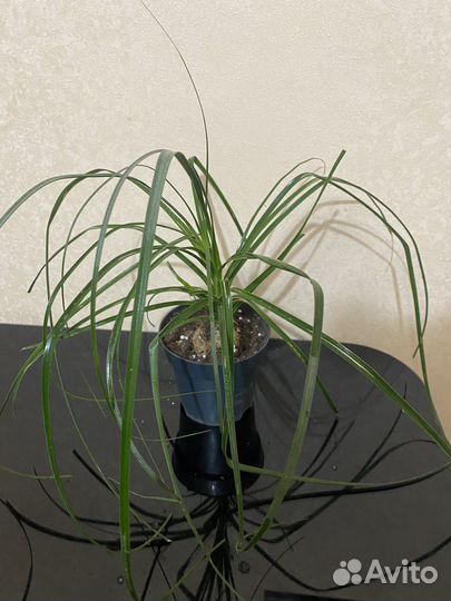 Пальма нолина