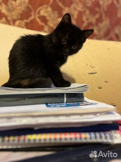 Отдаю в добрые руки маленькую чёрненькую кошечку)
