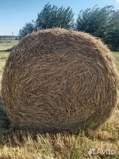 Продаётся солома с сеном пшеничная