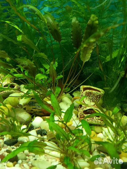 Криптокорина беккета