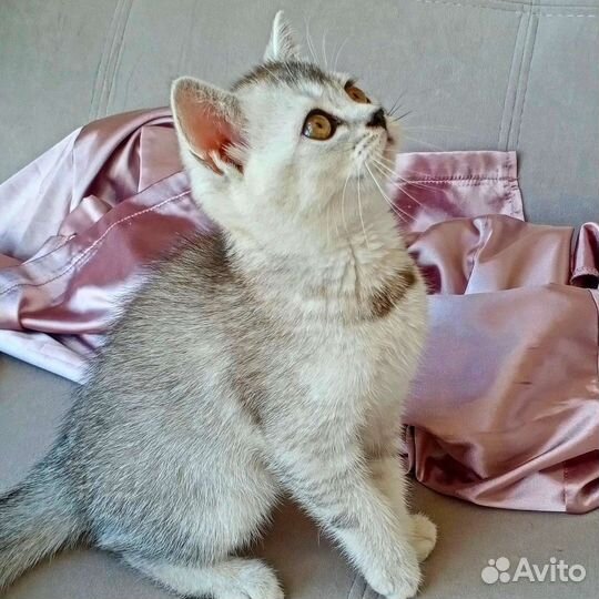 Шотландские котята