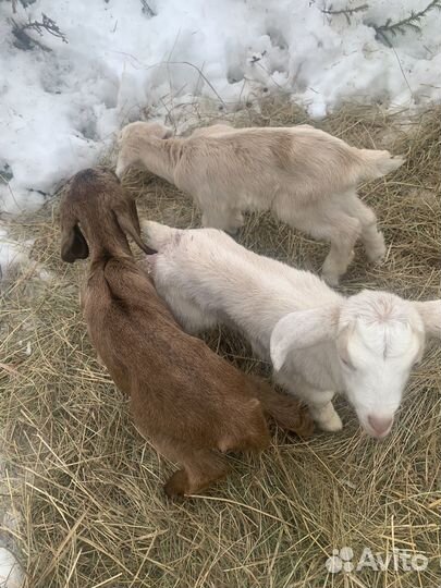 Нубийская козочка козлята