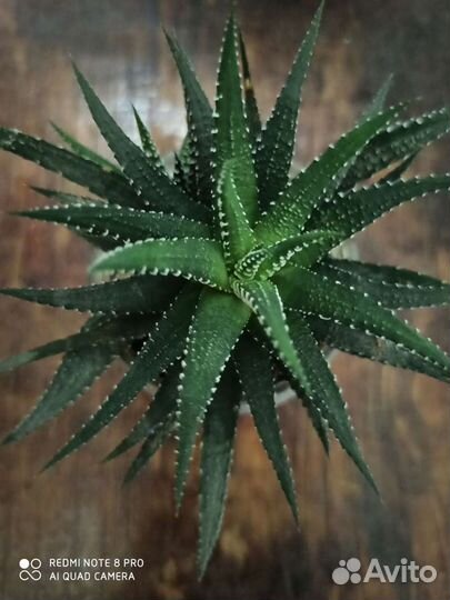 Комнатные растения