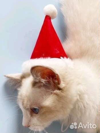 Шапка для кошек и собак