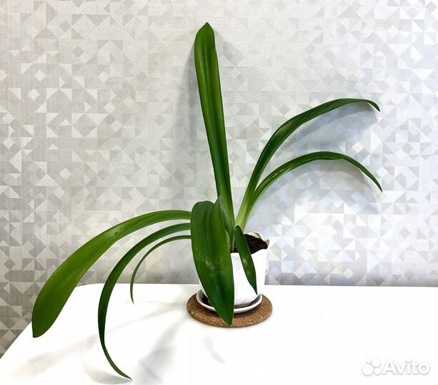 Комнатное растение Гиппеаструм оранжевый, лилейник