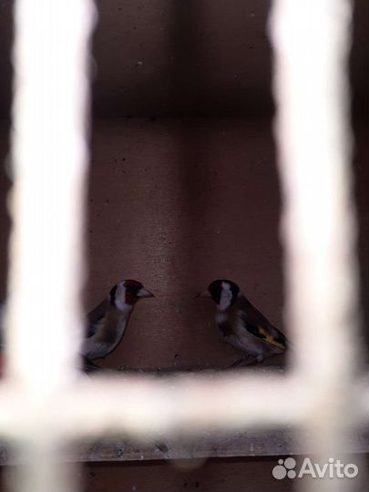 Лесные певчие птицы