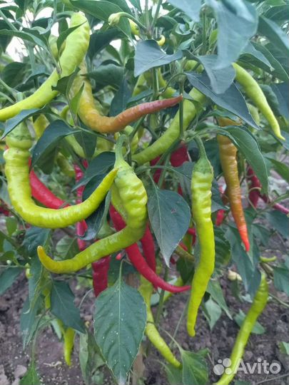 Перчик острый