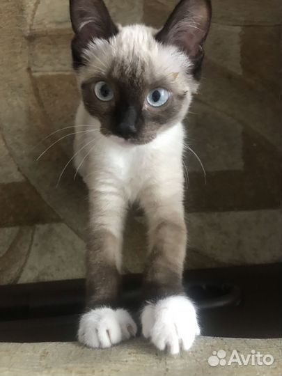 Сиамская кошка