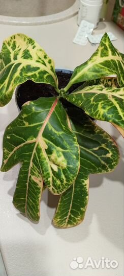 Кодиеум кротон