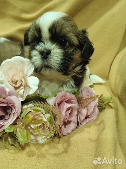 Щенки ши-тцу