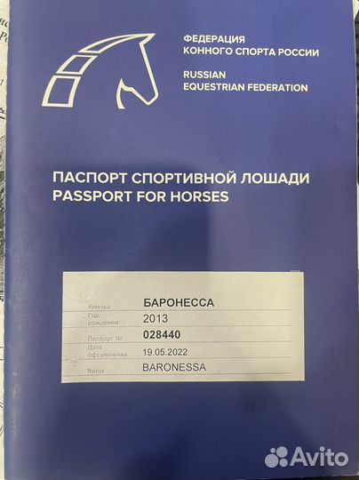 Продается лошадь русская рысистая