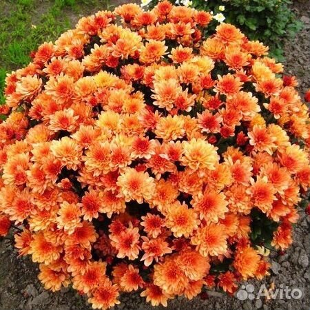 Хризантемы мультифлоры