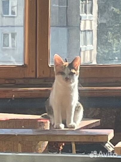 Ласковый котенок в добрые руки