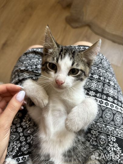 Отдам котенка в добрые руки