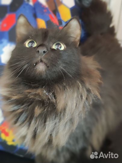 Кошка ищет дом